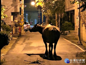 牛兒半夜逛大街     八德巡警化身牧牛人