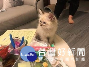 未取得寵物業許可證，冒用合法店家許可證字號，上網販售自家繁殖之布偶貓