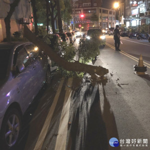 一棵路樹斷裂壓壞一台自小客車，樹幹橫躺佔用了一個車道。

