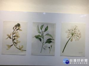 生物繪圖師葉書謹描繪的植物生動自然細膩。