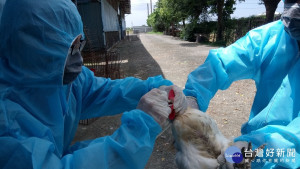 動保處後經檢視場內雞隻均正常無異常死亡情形。