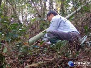 台灣原生杜鵑開在芙蓉山上 林務局美麗的守護