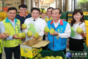 麻豆文旦品質優良。