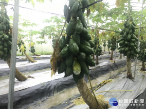 因應近日高雄大雨造成木瓜農損，農委會19日主動公告高雄市木瓜為辦理農業天然災害現金救助及低利貸款的地區與品項，木瓜每公頃救助金額為新台幣7.5萬元。（圖／農委會）