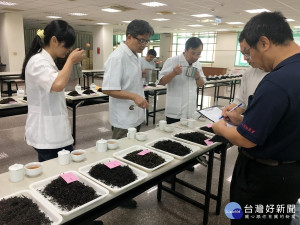 評審需在二天內品評完294件茶樣十分辛苦。（記者扶小萍攝）