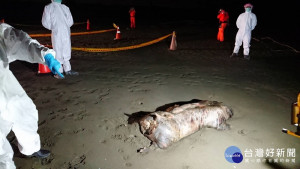 北門區急水溪出海口南岸海灘上發現一死豬。