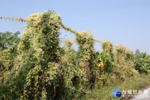 小花蔓澤蘭蔓延迅速會導致植物死亡，不得不妨除。（記者扶小萍攝）