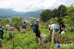 大批民眾湧入造林地刈除小花蔓澤蘭。