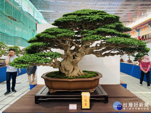 總冠軍壽娘子。