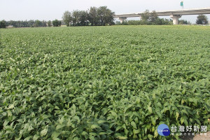 農糧署籲農友落實田間管理顧好收成。
