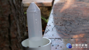 於集集鎮公所前方行道樹，進行樹上琉璃蟻防治示範-「樹掛型餌台」。。