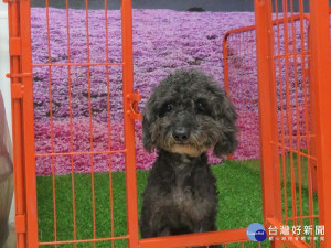 三芝區寵物店成立第1間認養小棧。