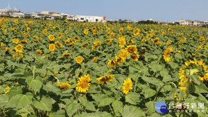 看見在地美好　中市多元推廣山、海農業特色