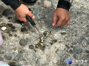 台東環保局潛水清理作業　搶救遭廢棄漁網纏繞海鰻
