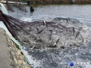 東北季風增強　請養殖漁業做好防寒措施