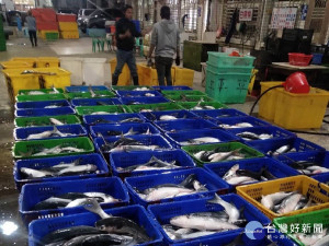 梧棲漁港「烏金」入港　中市輔導加工為烏魚加值