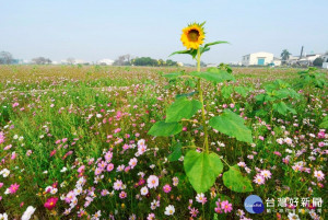 花漾和美鼠年好運迎新春田園風光。