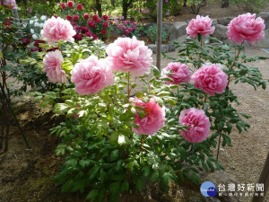 牡丹-島根聖代。