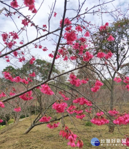 東勢林場櫻花季在農曆春節期間，正值開花期。（圖/記者王丰禾攝）