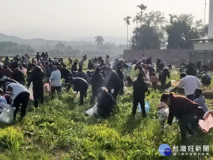 草屯公所舉辦來趣拔蘿蔔，吸引不少民眾參加。