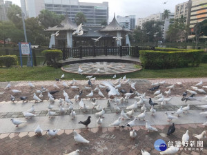 中市強化公園野鴿管理作為　籲民眾加強自我防護（圖／台中市政府提供）