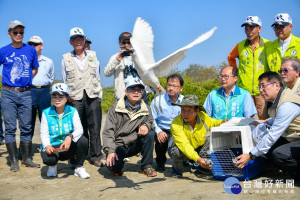 今年1月於學甲濕地發現肉毒桿菌中毒的黑面琵鷺T85今野放。