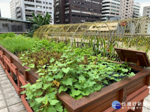 春天播種好食機　田園城市綠屋頂種菜去