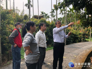 集集鎮農會黃主任表示，荔枝椿象為近年嚴重入侵的害蟲，主要危害荔枝的嫩芽、嫩梢等部位，在地公所與農會齊力合作防治。