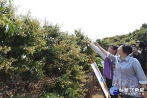 荔枝椿象防治，縣長王惠美於視察中觀察椿象。