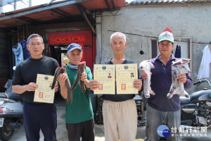 佳里區養鹿人家林永祥（左一），採收鹿茸，由取得採鹿茸作業證書弟弟林永修（右一）與姐夫周慶堂（左二）共同操刀，有五十多兩，與父親林先蔭（右二）分享成果。