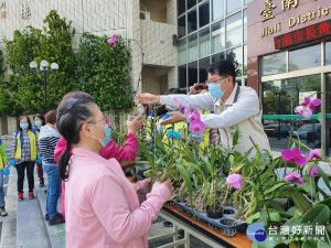 佳里區公所朱雅宏區長將撤展蘭花分享給民眾。