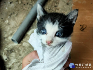 黑白小萌貓獲救後閃著萌萌大眼（圖／台北市政府提供）