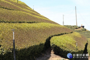 仁愛鄉高海拔茶區春茶剛長出的嫩芽受霜凍，變成咖啡色無法成長採收。（圖/馬文君立委服務處）