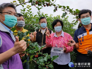 彰化縣長王惠美22日造訪百大青農許宏賓，並現場採摘。圖／記者鄧富珍攝