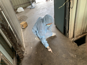 動保處人員於禽場地板採樣，進行環境因子監測。
