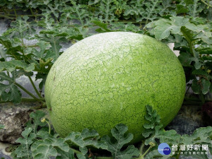 國產大西瓜正值產期多汁味美。（農糧署提供）