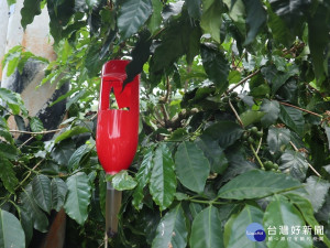 防治咖啡果小蠹，茶改場魚池分場研發出改良型紅色誘捕器，直接吊掛在咖啡樹上，以斐洛蒙氣味吸引誘殺果小蠹。(圖/記者賴淑禎攝)