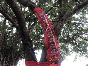 西港慶安宮今前往新港天后宮神榕枝幹進行「結綵」。