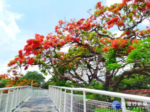 彰化八卦山區天空步道兩旁開滿鳳凰花，令人讚嘆。歡迎活動期間到彰化拍美照打卡拿禮物。