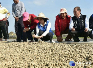 縣府邀請農改場及農糧署前往虎尾、北港、水林及口湖現地勘查落花生受損狀況，建議農民將土壤送驗，並調整肥料使用、土壤性質，亦可改善病蟲害。