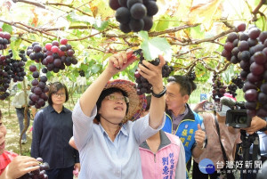 王惠美參訪大村鄉農友賴昶睿的葡萄果園，了解目前露天葡萄採收情形，並親自採收葡萄。