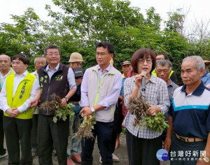 水林與褒忠因豪雨造成花生與玉米損害，立委蘇治芬邀集農委會主委陳吉仲與農糧署、農改場等專家現勘，確認農損狀況正式公告補助。