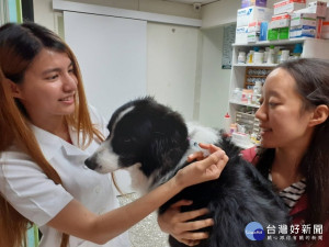 動保處提醒飼主，每年完成疫苗預防注射後，記得要索取狂犬病疫苗注射證明頸牌，攜帶犬貓外出時可掛在項圈上作為識別 