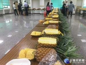 名間農會龍鳳果品評鑑參賽果品均一。（記者扶小萍攝）
