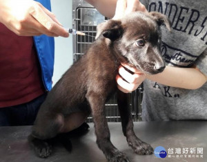 動保處安排34場巡迴注射行程，由獸醫師前往各區協助民眾完成狂犬病疫苗注射