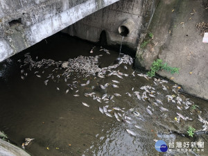 南投內轆排水支線出現大批的河川死魚。（縣府提供）