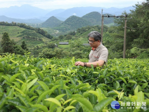茶改場魚池分場分場長黃正宗說明茶葉的品種篩選作業。(圖/記者賴淑禎攝)