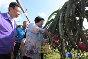 彰化縣長王惠美參訪竹圍莊菇果園，親自體驗採果。二林鎮長蔡詩傑陪同。