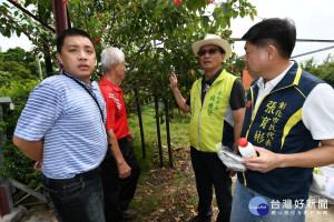 林世賢市長（右2）偕同彰化師大研究助理許伯誠（左1）說明琉璃蟻的危害情形。
