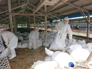 南市下營爆禽流感，動保處撲殺57,872隻皇金雞。　